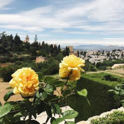 The peerless yellow roses of the Alhambra gardens