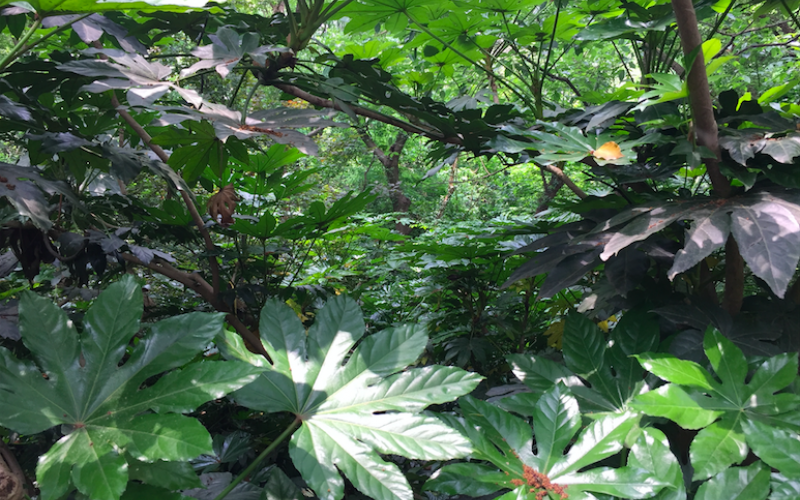 Thick foliage surrounding the stepped pathways up to the top of Sheshan