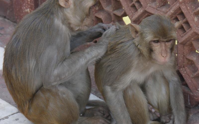 Don't touch the monkeys