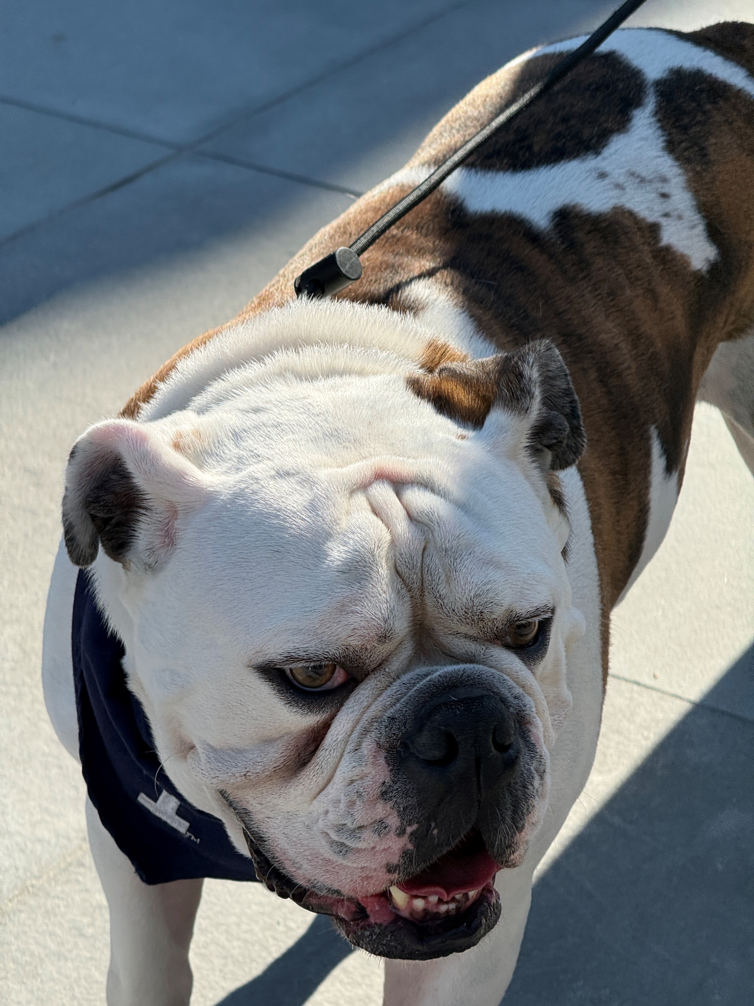 Handsome Dan