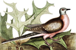 Passenger pigeon