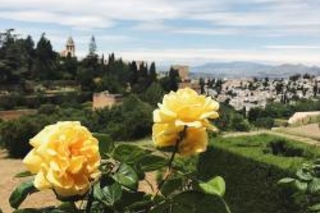 The peerless yellow roses of the Alhambra gardens