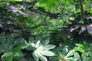 Thick foliage surrounding the stepped pathways up to the top of Sheshan