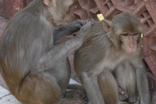 Don't touch the monkeys