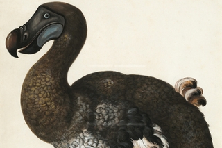 Dodo bird drawing