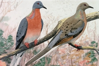 Passenger pigeon drawing