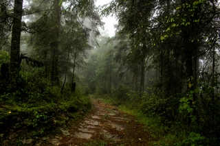 Rain Forest